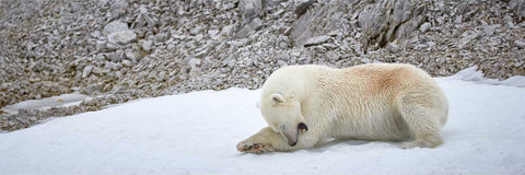 Polar bear grooming on the Arctic coast of Svalbard — fine art wildlife photograph by Peter Cox