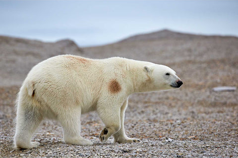 Young polar bear walking confidently across a pebbled Arctic beach in Svalbard with muted tundra landscape behind