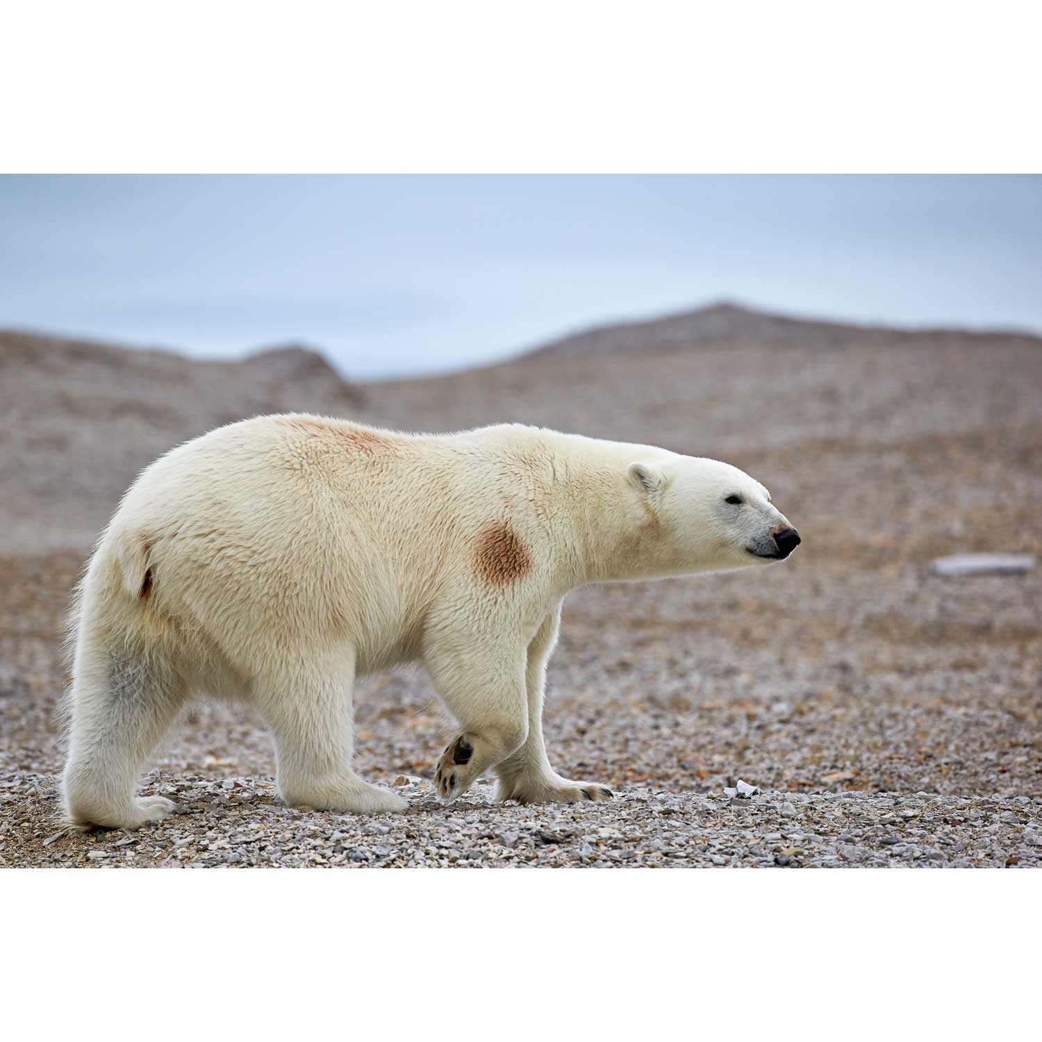 Polar Bear on Beach I, Svalbard