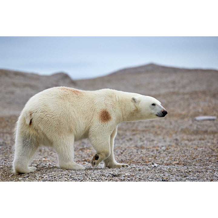 Polar Bear on Beach I, Svalbard