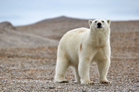 Young polar bear standing on a rocky beach looking at camera, Svalbard, fine art wildlife photograph by Peter Cox