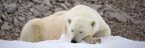 Young polar bear sleeping peacefully with its head resting on snow, grey rocks behind, Svalbard