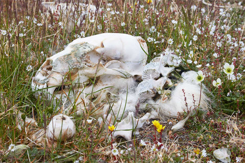 Polar bear skeleton with wisps of fur on Svalbard tundra surrounded by small Arctic plants and flowers growing around the bones
