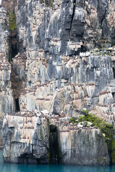 Guillemot colony on towering bird cliffs at Alkefjellet, Svalbard, fine art wildlife photograph by Peter Cox