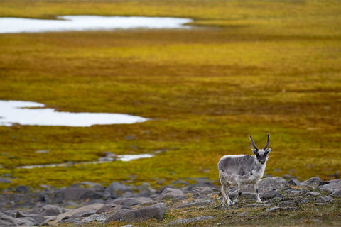 Svalbard reindeer pausing on a rocky Arctic shoreline and looking back at the camera with golden autumn tundra behind