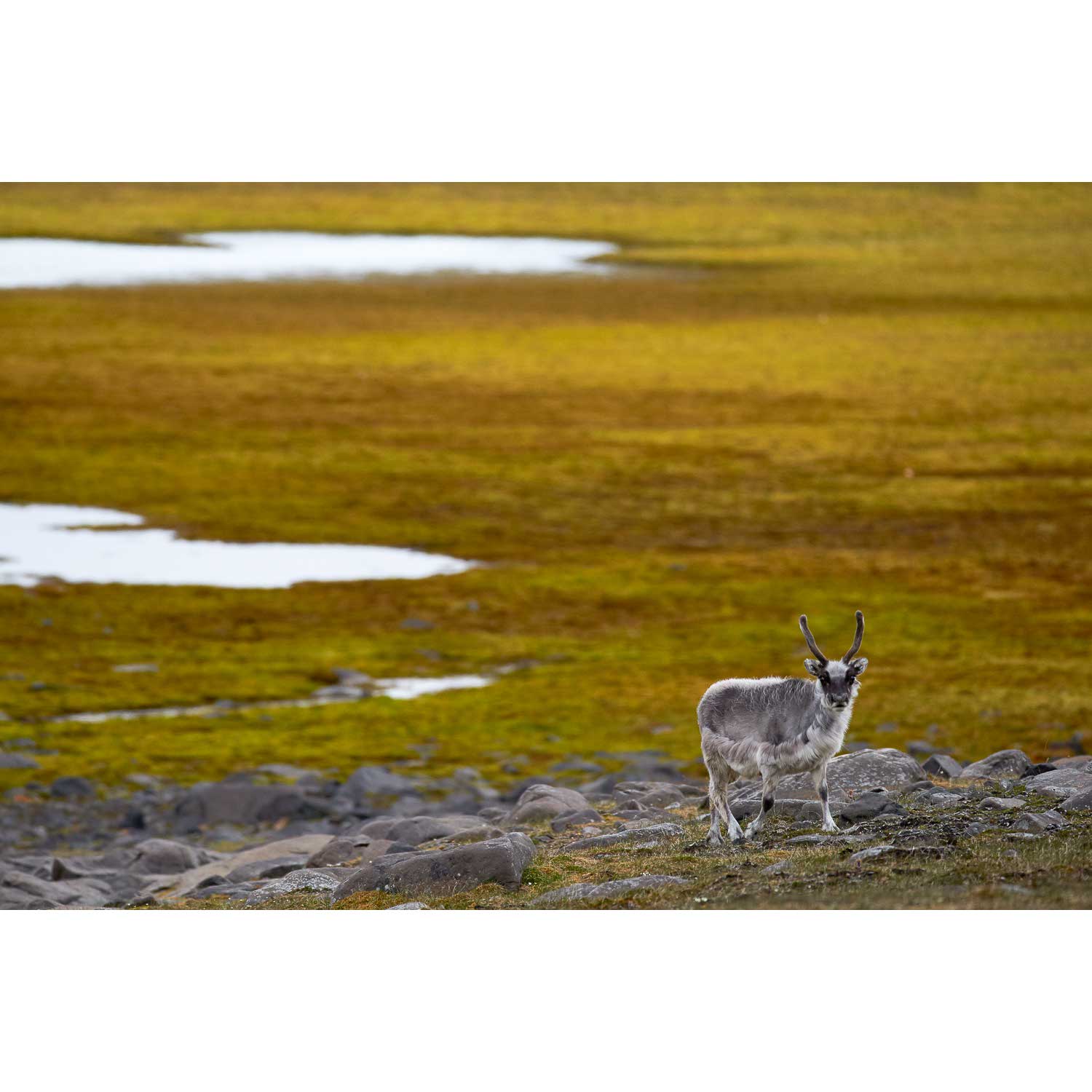 Svalbard Reindeer, Svalbard