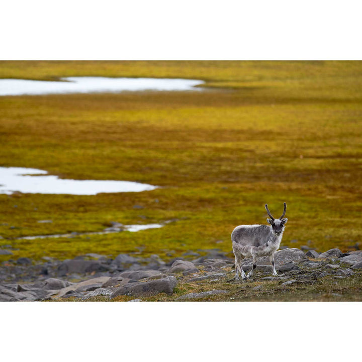 Svalbard Reindeer, Svalbard