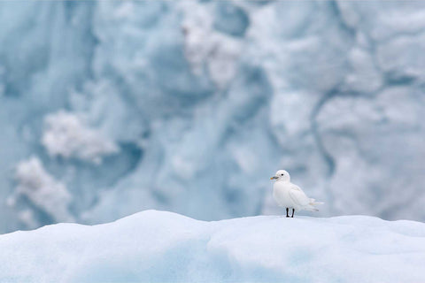 White ivory gull perched on ice with turquoise glacier backdrop in Svalbard