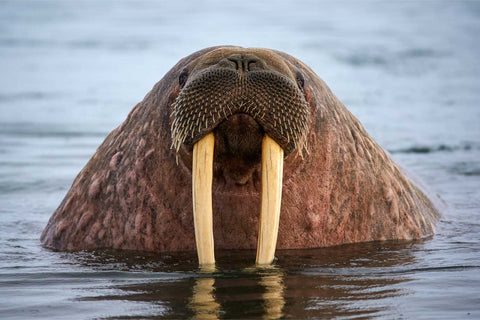 Walrus emerging from icy waters at Prins Karl Foreland, Svalbard, fine art wildlife photograph by Peter Cox