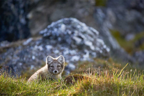 Arctic fox cub peering through tundra grass at Alkhornet, Svalbard — fine art wildlife photograph by Peter Cox