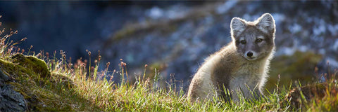 Arctic fox cub sitting on tundra at Alkhornet, Svalbard — fine art wildlife photograph by Peter Cox