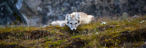 Arctic fox cub poised to pounce on the tundra at Alkhornet, Svalbard — fine art wildlife photograph by Peter Cox