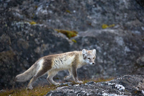 Young arctic fox crossing lichen-covered rocks at Alkhornet, Svalbard — fine art wildlife photograph by Peter Cox