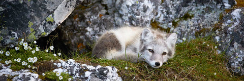 Arctic fox cub resting among rocks and wildflowers at Alkhornet, Svalbard — fine art wildlife photograph by Peter Cox