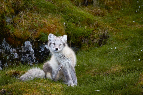 Contented arctic fox cub on green tundra grass at Alkhornet, Svalbard — fine art wildlife photograph by Peter Cox