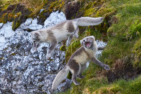 Two arctic fox cubs leaping and playing on the tundra at Alkhornet, Svalbard — fine art wildlife photograph by Peter Cox