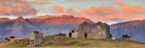 Icelandic horses grazing near ruined farm buildings at sunset with mountains in the background
