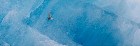 Arctic tern in elegant flight against a towering iceberg at Jokulsarlon Glacier Lagoon, Iceland