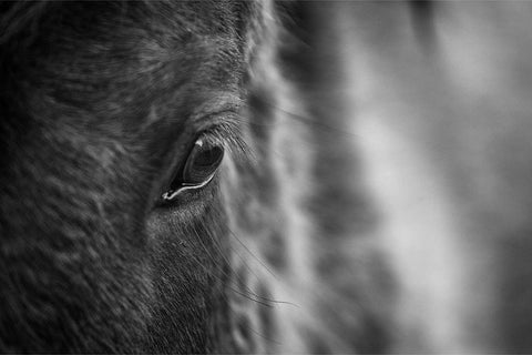 Close-up black and white portrait of an Icelandic horse showing eye detail and textured coat, Iceland — fine art wildlife photograph by Peter Cox