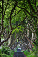 The iconic Dark Hedges beech tree tunnel near Armoy in County Antrim with intertwined branches forming a brooding canopy