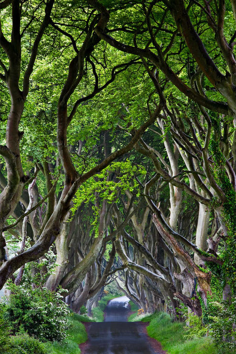 The iconic Dark Hedges beech tree tunnel near Armoy in County Antrim with intertwined branches forming a brooding canopy