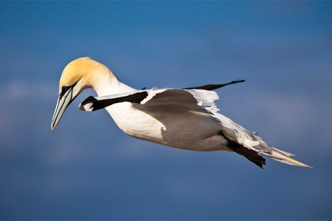 Gannet hovering in flight over Bull Rock cliffs, Co. Cork, fine art wildlife photograph by Peter Cox