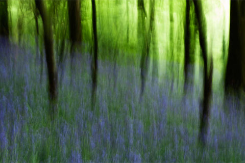 Bluebell carpet in ancient woodland with intentional camera movement blur, Co. Cork, Ireland — fine art landscape photograph by Peter Cox