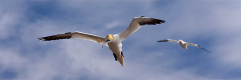 Gannets flying above colony at Bull Rock Lighthouse, Co. Cork, fine art wildlife photograph by Peter Cox