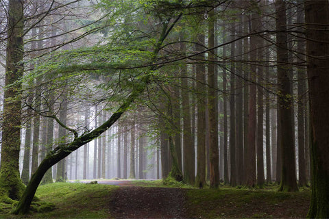 Lone tree in misty woodland at Gougane Barra, Co. Cork, fine art landscape photograph by Peter Cox
