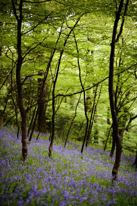 Bluebell woodland with shallow depth of field, Courtmacsherry, Co. Cork, fine art landscape photograph by Peter Cox