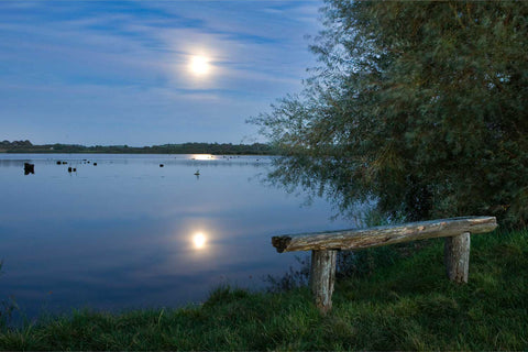 The moon rising above the flooded Gearagh ancient woodland near Macroom, County Cork at twilight