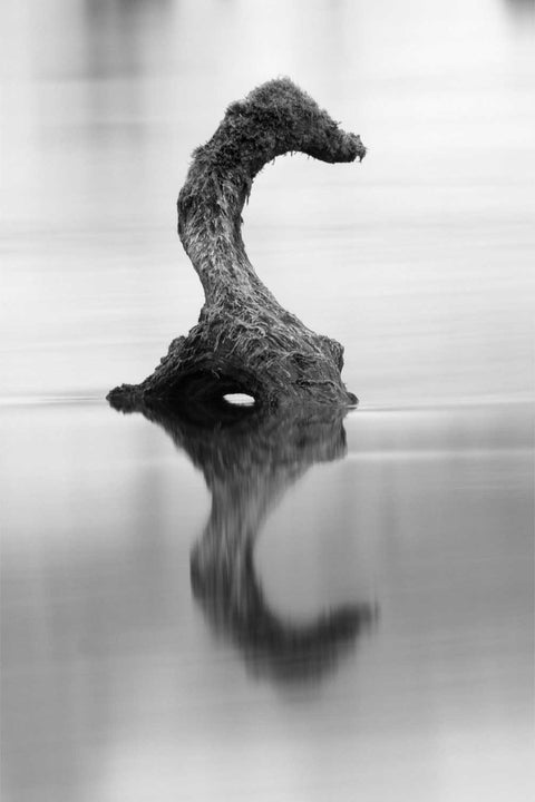 Black and white tree root emerging from submerged forest at the Gearagh, Co. Cork, fine art landscape photograph by Peter Cox