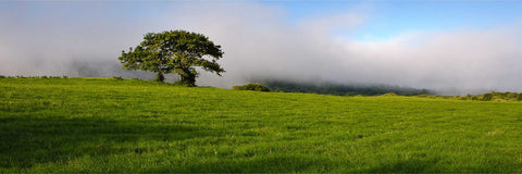 Lone tree on a misty mountain ridge above Ballingeary, Co. Cork, Ireland — fine art landscape photograph by Peter Cox