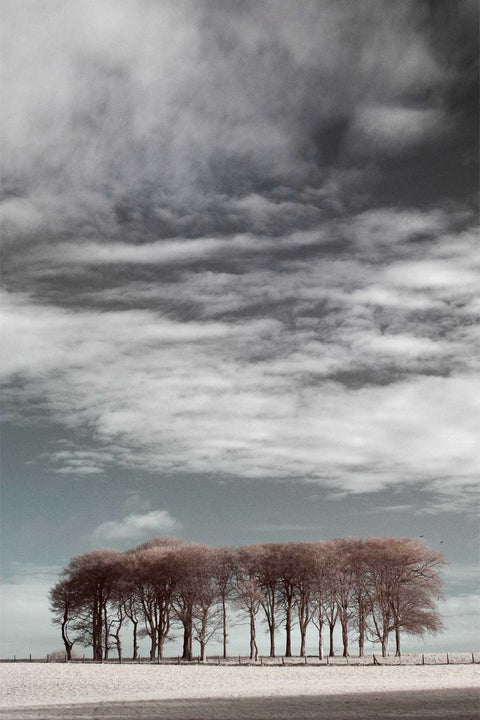 Infrared photograph of a copse of bare trees at winter's end in County Cork