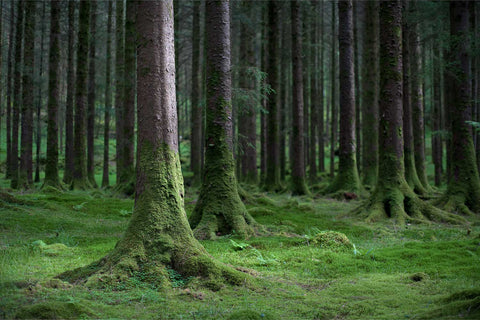 Rich warm light filtering through moss-covered tree trunks in the deep woods of Gougane Barra, Cork