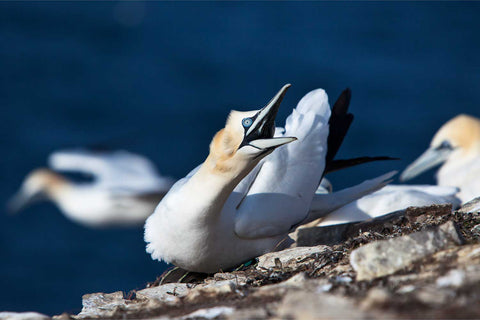 Angry gannet hissing on Bull Rock, Co. Cork, Ireland, fine art wildlife photograph by Peter Cox