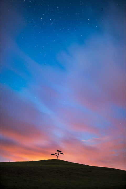 Lone tree silhouetted against night clouds glowing red from village streetlights at Oysterhaven, Cork