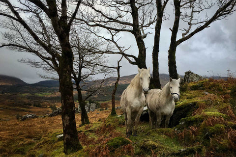 Two ponies on a blustery hillside near Gougane Barra with mountains behind, Co. Cork — fine art landscape photograph by Peter Cox