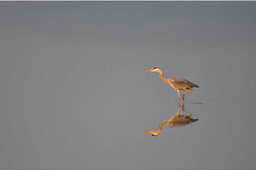 Heron fishing at dawn on the Dublin coast — fine art wildlife photograph by Peter Cox