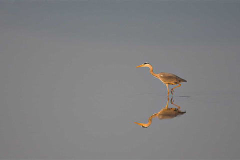 Heron fishing at dawn on the Dublin coast — fine art wildlife photograph by Peter Cox