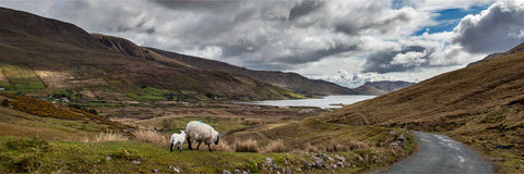 Ewe and lamb grazing by the road with Lough Nafooey and mountains in the background, Joyce Country, Galway
