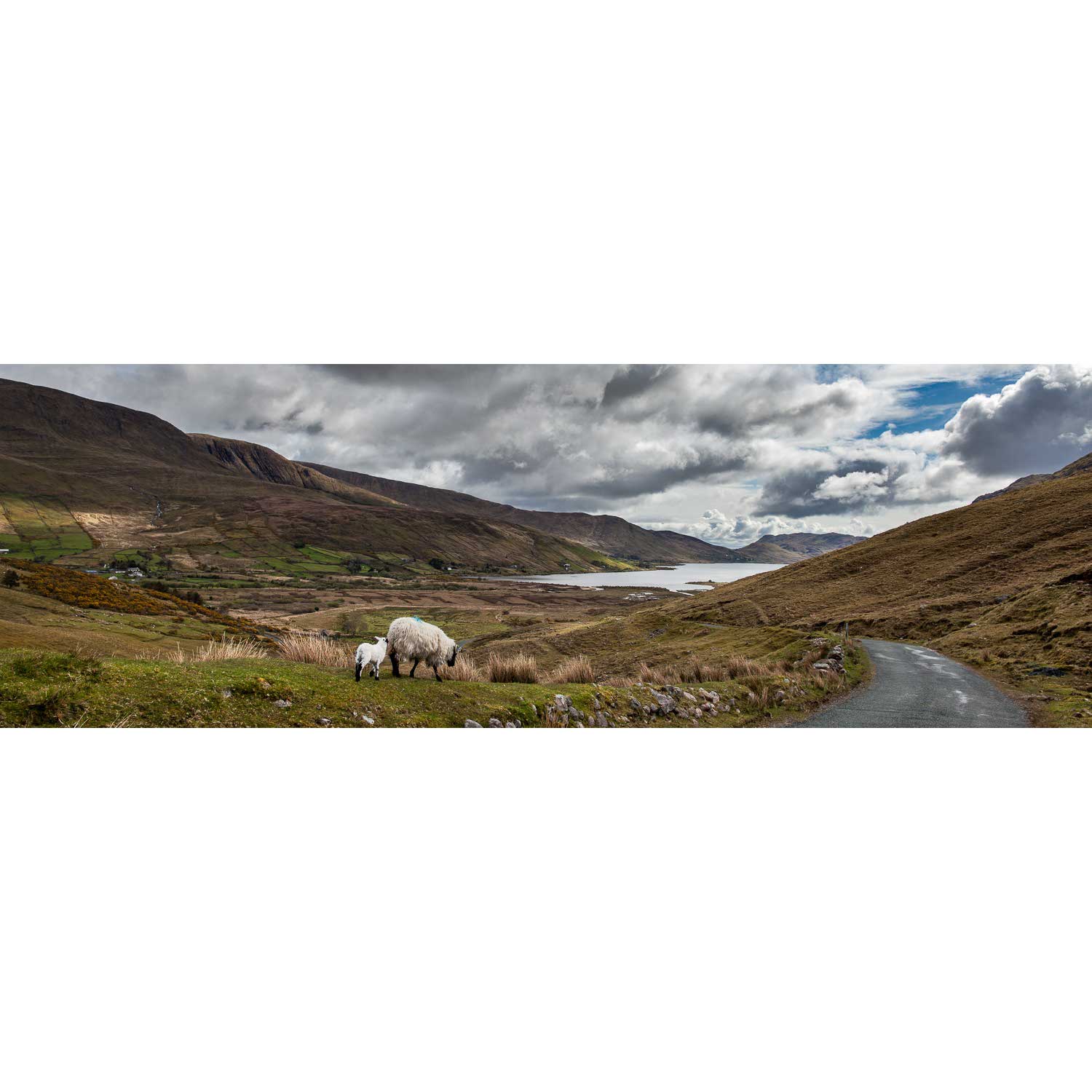 Lough Nafooey and Sheep, Co. Galway