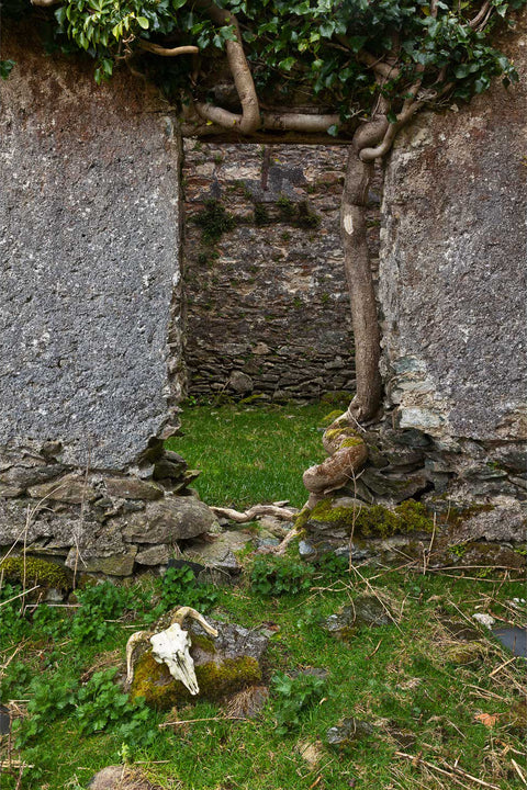 Sheep skull resting beside a weathered wooden door at a ruined cottage in the Black Valley, Kerry