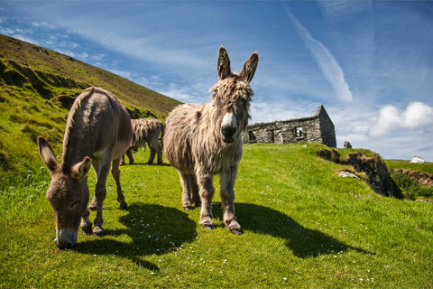 Donkeys among ruins on Great Blasket Island, Co. Kerry, fine art landscape photograph by Peter Cox