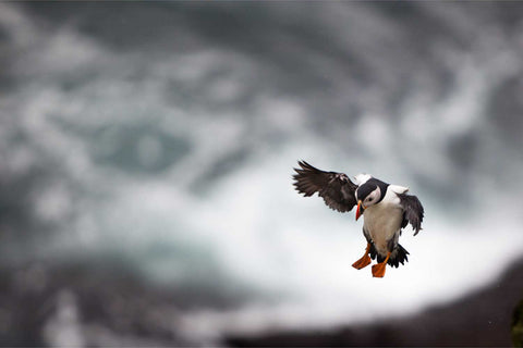 Puffin in flight descending to land on rocks with blurred ocean waves crashing in the background on Skellig Michael
