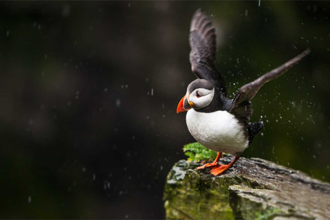 Close-up of a puffin shaking rain from its colourful feathers on Skellig Michael island, Kerry