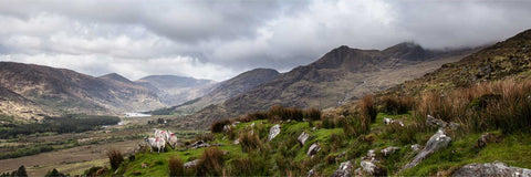 Group of sheep looking out over the remote Black Valley with lakes and mountains stretching into the distance, Kerry