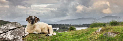 A ram resting at ease in Gleninchiquin, Kerry with the Kerry Mountains stretching into the distance beyond