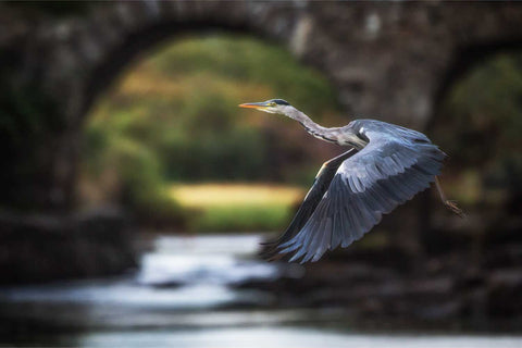 Heron taking flight at the Old Weir Bridge, Meeting of the Waters, Killarney — fine art wildlife photograph by Peter Cox