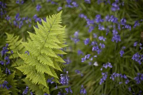 Fern among bluebells in spring woodland, Muckross, Killarney, Co. Kerry, fine art landscape photograph by Peter Cox